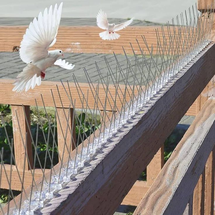 Bird Spikes installation